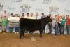 2017 JUNIOR SHOW SUPREME RESERVE CHAMPION HEIFER